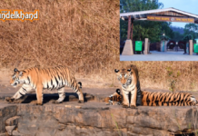 Panna National Park: A Jungle Safari with a Twist in Bundelkhand Unseen Bundelkhand: A Complete Guide to the Best Outdoor Adventures