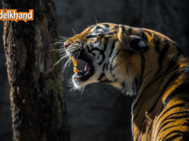 Explore the Wild Side of Bundelkhand: Trekking, Caves & Untold Adventures Await!