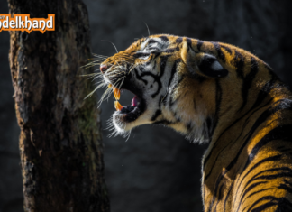 Explore the Wild Side of Bundelkhand: Trekking, Caves & Untold Adventures Await! Explore the Wild Side of Bundelkhand: Trekking, Caves & Untold Adventures Await!